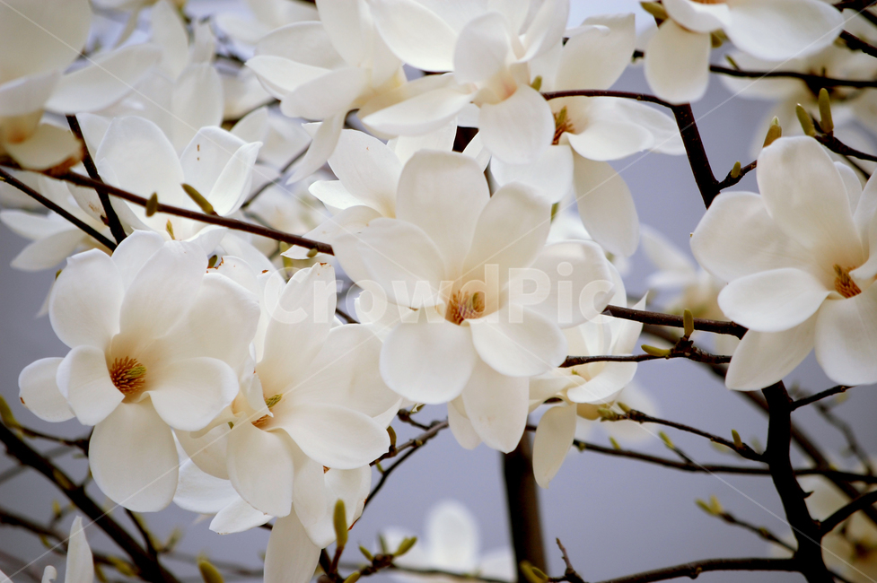 꽃,목련,흰색,흰꽃,봄,만개,봄,계절,spring,season,식물,자연,plants,nature,꽃,flower,plant,blossom,cherry blossom,벚꽃