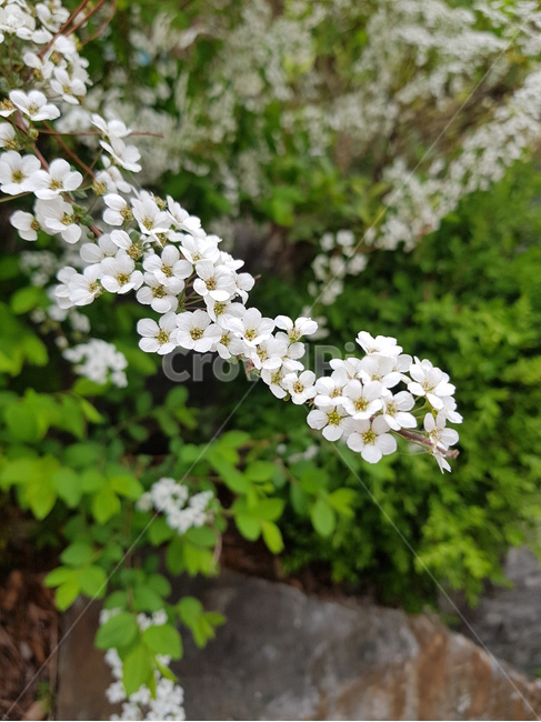 새체리,벚나무,하얀꽃,식물,plant,식물,자연,plants,nature,꽃,flower