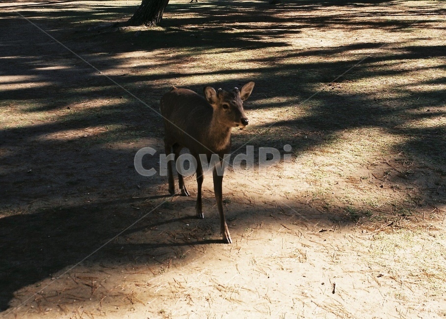 사슴,필름카메라,일본,동물,필카,동물,animal,포유류,mammal
