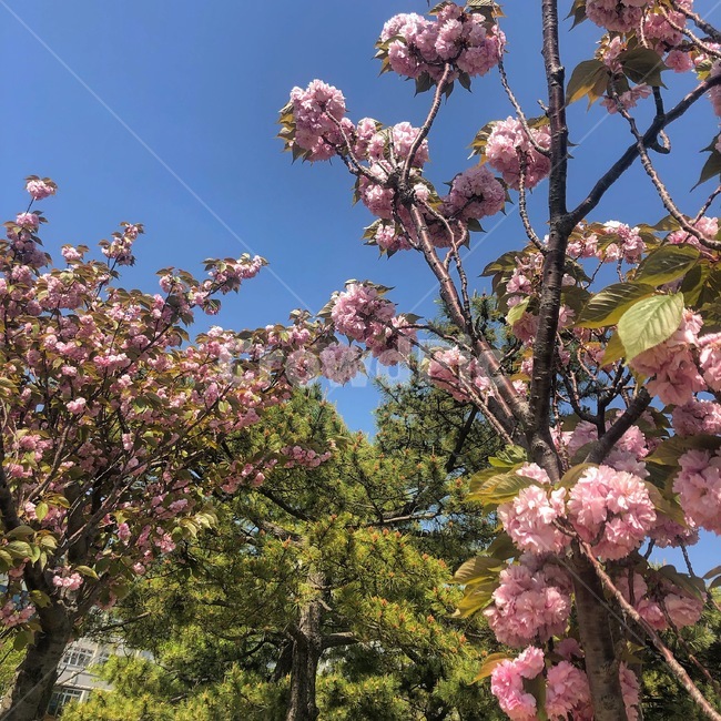 겹벚꽃,왕벚꽃,벚꽃,꽃,감성,봄,초여름,여름,자연,힐