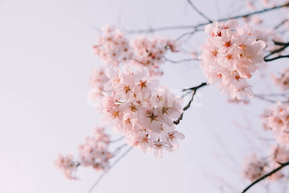 진해,꽃,벚꽃,봄,따듯한,진해군항제,군항제,경남,일상,자연,사진,여행,정취,느낌,분홍,따뜻한,추억,풋사랑,첫사랑,수줍음,진해역,로망스,사랑,꽃비,풍경,nature,landscape,계절,spring,season,만개,활짝,꽃놀이,감성,감성사진,봄,계절,spring,season,식물,자연,plants,nature,꽃,flower,plant,blossom