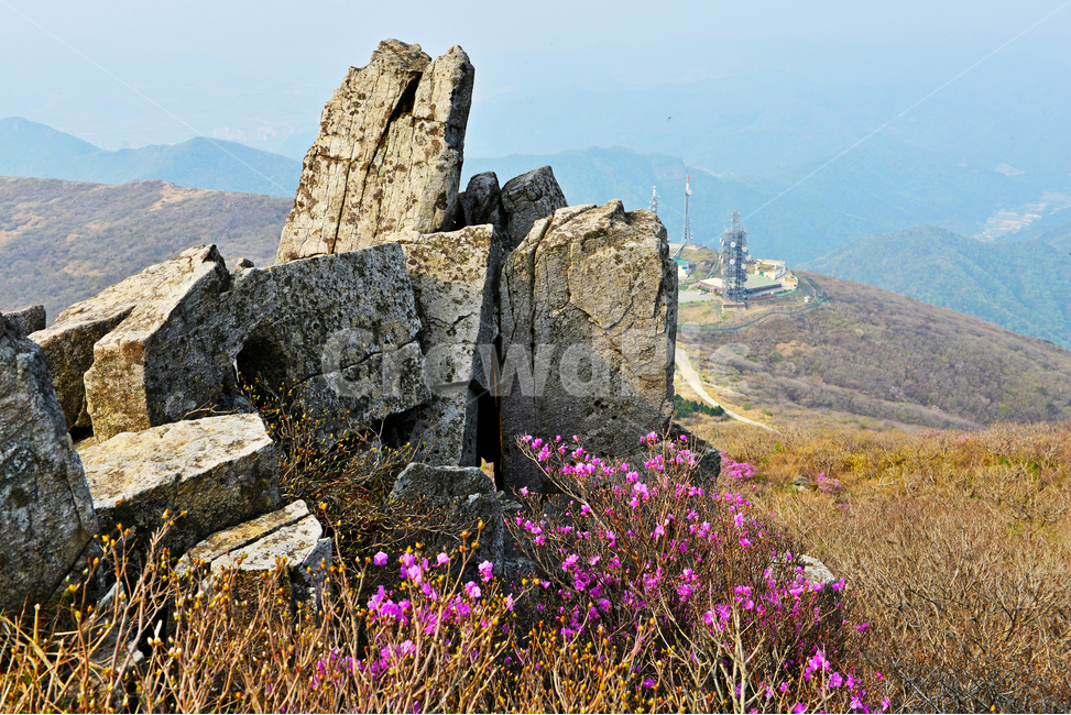 광주,무등산,무등산봄,서석대,입석대,주상절리대,철쭉꽃,철쭉,봄,계절,꽃,만개,flower,plant,식물,blossom,outdoors,옥외,자연,경치,경관,풍경