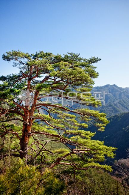 나무,소나무,자연,경관,여름,공원,식물,산림지,우수한,높은,경치,풍경