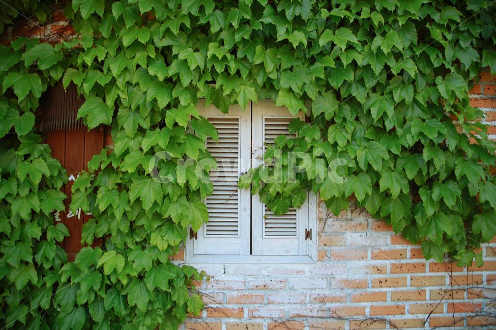 창문,창가,감성,풀,벽돌,벽,식물,자연,plants,nature