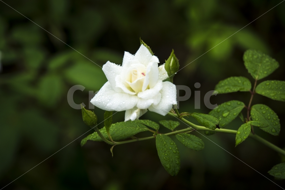 꽃,비오는날,식물,여름,울산,울산대공원,장미,flower,rose,물방울,비,비오는날,rain,rainy,식물,자연,plants,nature,꽃,flower