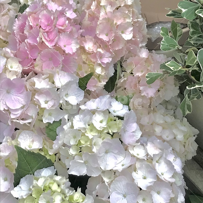 꽃,화려한,수국,배경,바탕