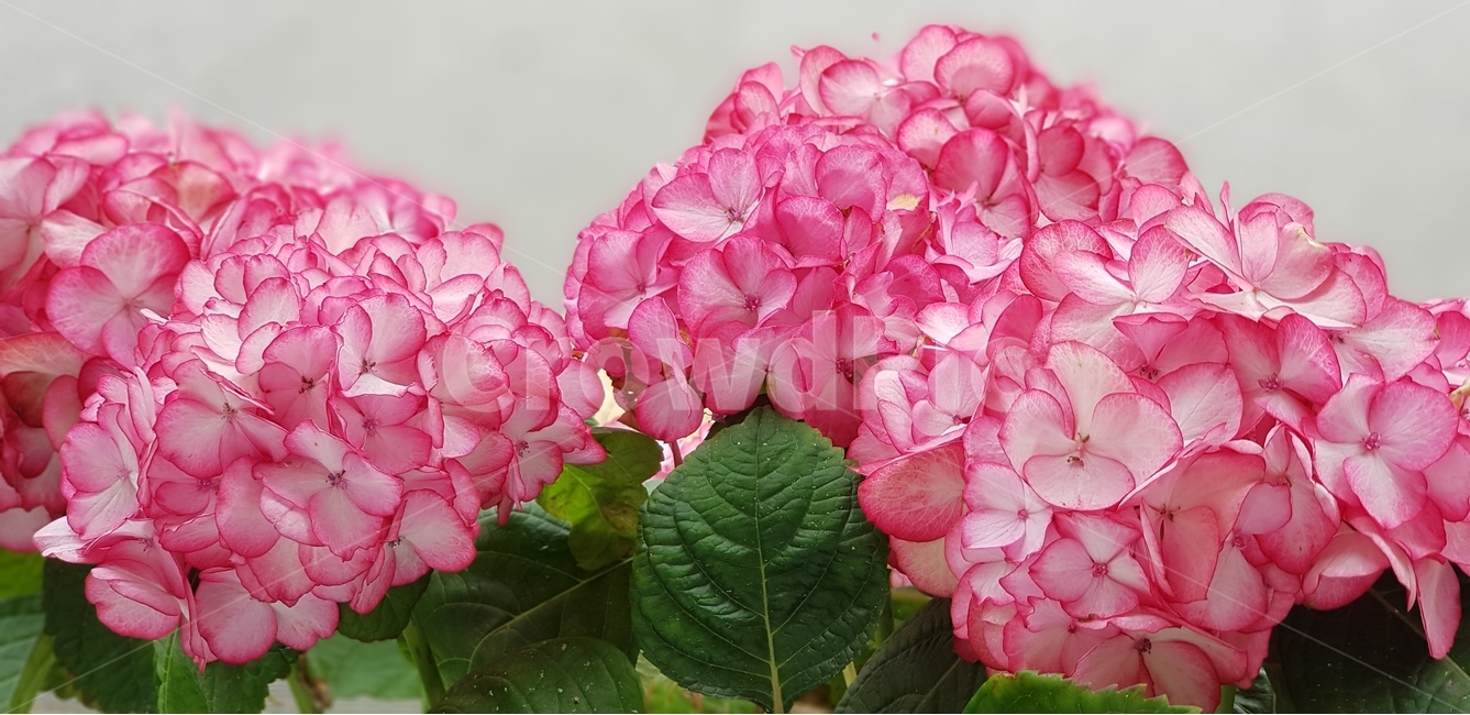 수국,분홍빛,식물,예쁨,치마,식물,자연,plants,nature,꽃,flower