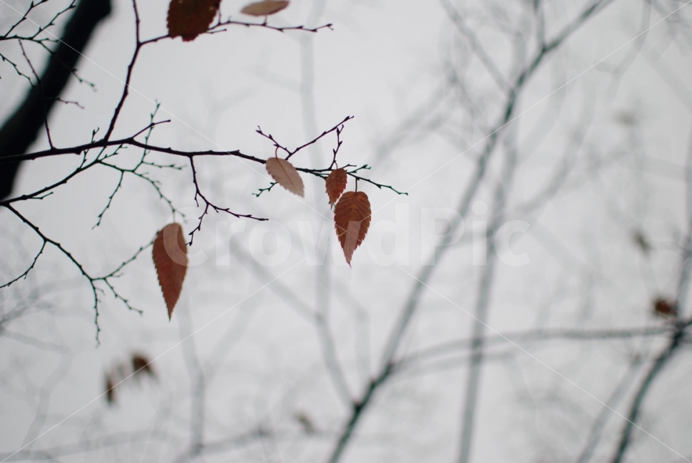 나무,가을,낙엽,단풍,나뭇잎,잎,식물,자연,갈색,tree,autumn,fall,leaf,maple,nature,plants,brown,가을,계절,fall,autumn,season,식물,자연,plants,nature,plant
