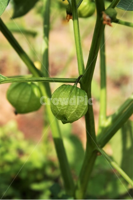 Groundhog,furrow herb,Native to South America,garden plants,groundnut fruit,medicinal plants,naturalized plant,Edible perilla,eggplant,annual plant
