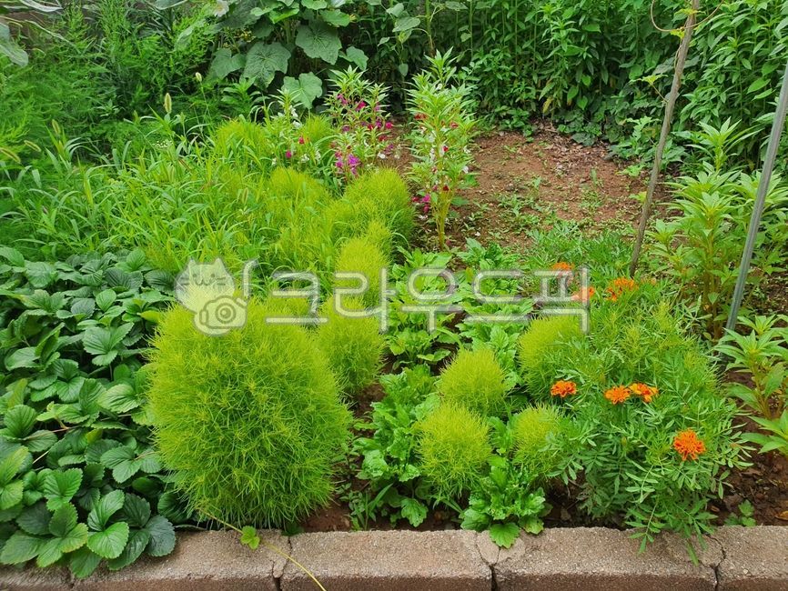 식물,여름식물,텃밭,정원풍경,싸리나무,메리골드,화단,화단식물