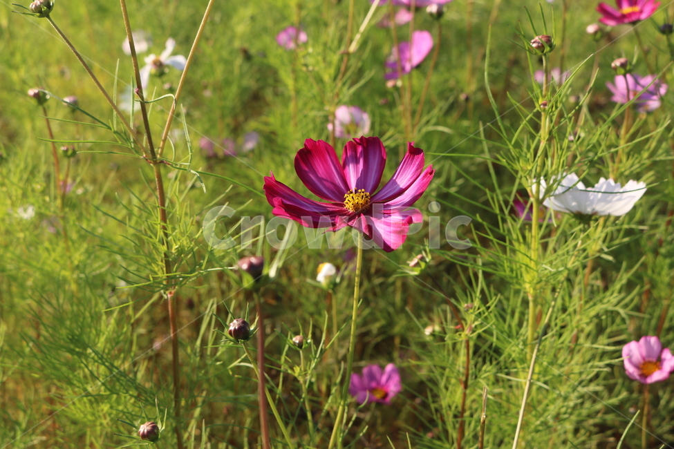 가을,코스모스,꽃,flower,꽃잎,식물,plant,식물,자연,plants,nature,꽃,flower