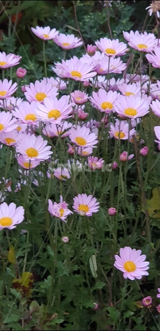 구절초,가을꽃,가을,분홍구절초,개국,식물,자연,plants,nature,꽃,flower
