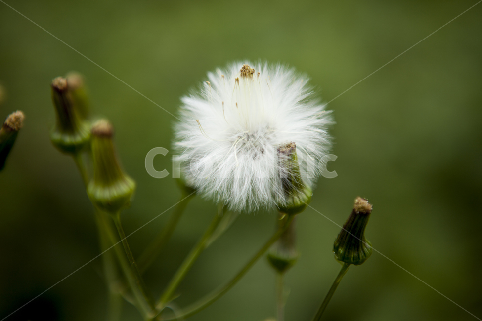 풀씨,씨앗,민들레,세월,성숙,식물,식물,자연,plants,nature