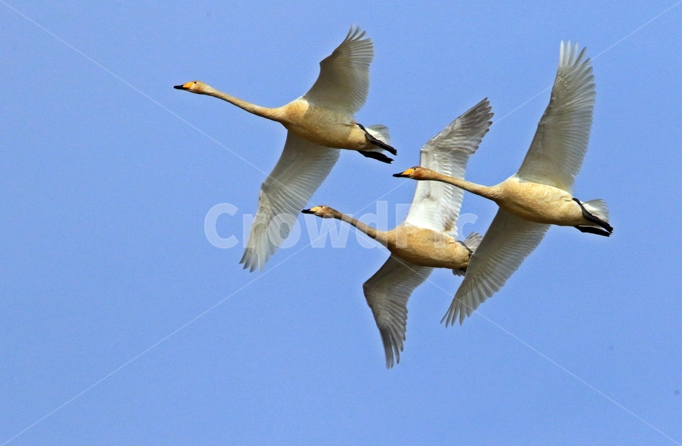 고니,새,백조,bird,동물,동물,animal,조류,새,birds