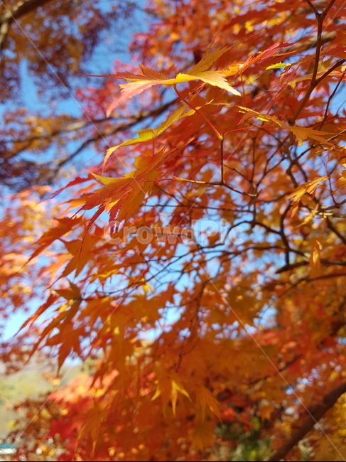 단풍나무,단풍잎,가을,fall,메이플,가을나무,maple