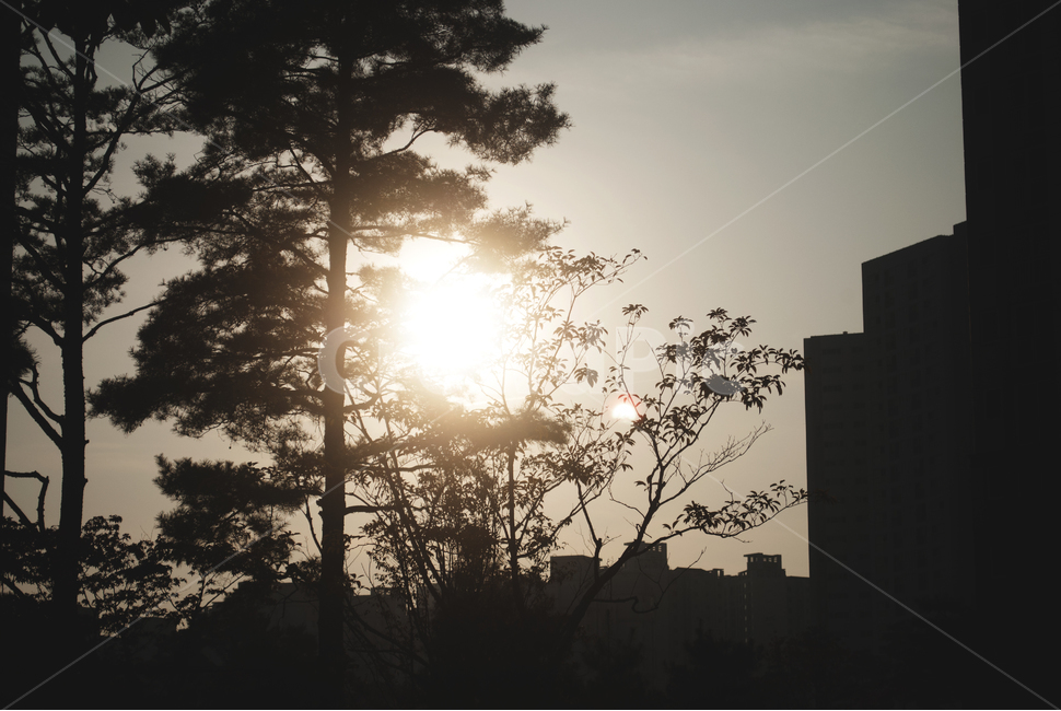 그림자,분위기,실루엣,햇빛,노을,감성,해질녘,어두운,쓸쓸한,silhouette,shadow,sensible,feeling,하늘,일몰,선셋,나무그림자,나무,건물그림자,건물,sunset,sky,아파트,나뭇잎,검은색,black,서정적,차분한,도시,풍경,city,landscape,한국도시풍경,한국도시경관,korea cityscape,실루엣,그림자,silhouette,shadow,flare,플레어,light,빛