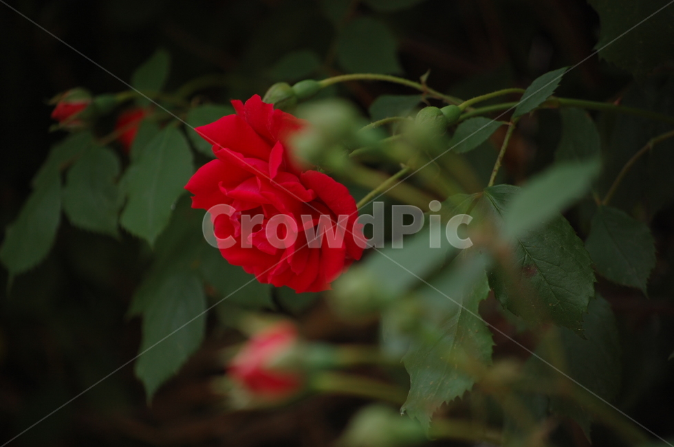 장미,장미꽃,6월,빨간색,꽃,한송이,식물,자연,plants,nature,꽃,flower