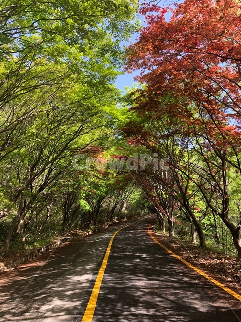 도로,road,단풍,길,나무,자연,산