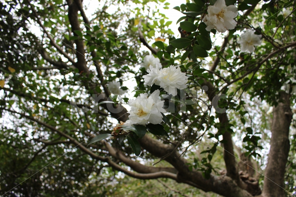 꽃,나무,자연,꽃나무,풍경,봄,계절,spring,season,식물,자연,plants,nature,꽃,flower,plant