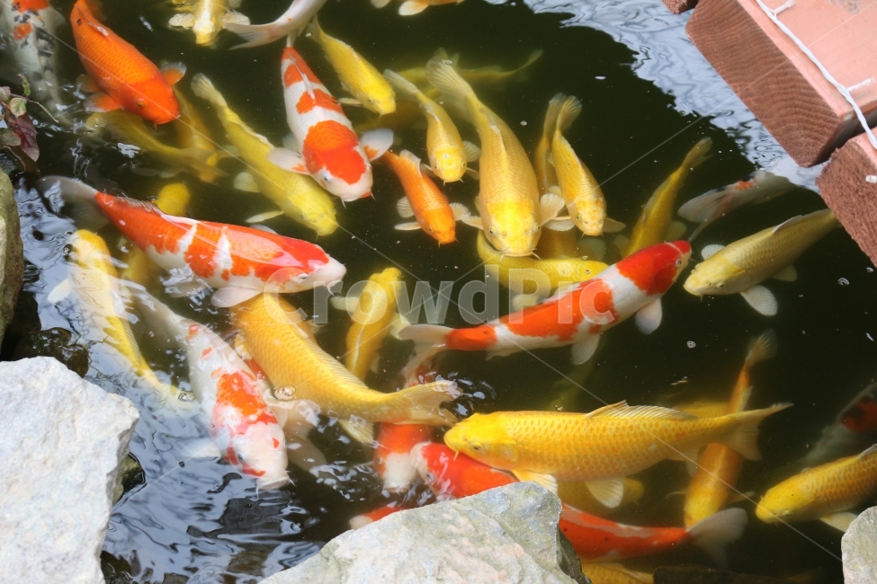 잉어,연못,자연,물고기,금붕어,동물,animal,어류,물고기,fish