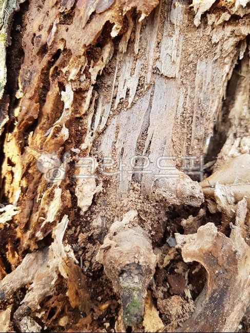 wood pattern,tree trunk,wood grain,nature,plant,tree,treetrunk