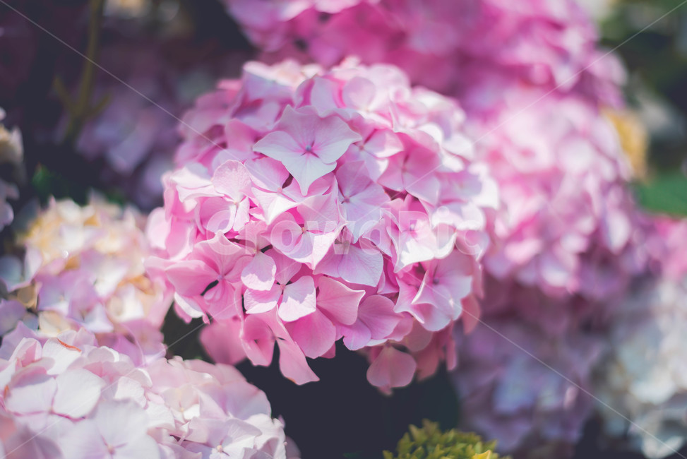 plant,hydrangea,pink flower,summer flowers,flower