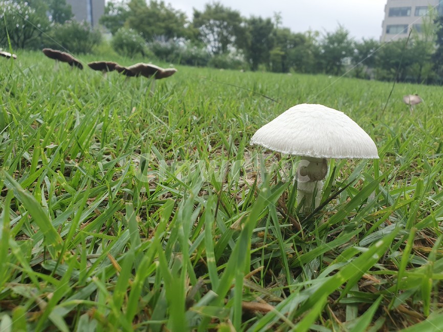 버섯,plant,식물,mushroom,grass