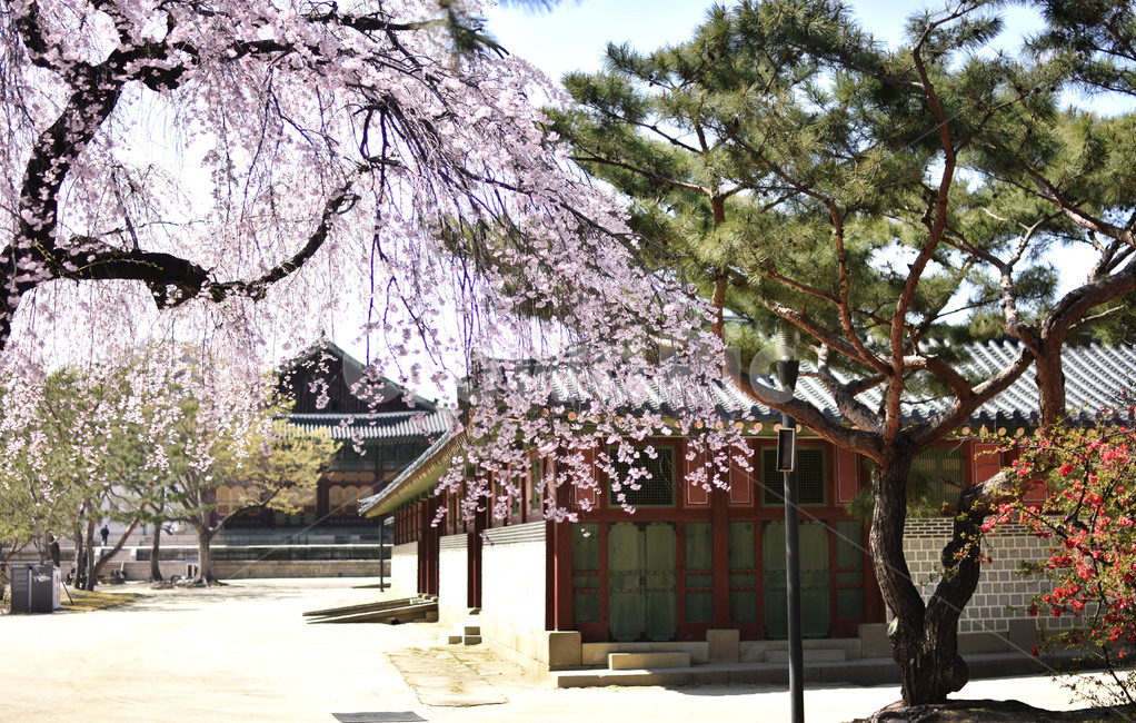 plant,식물,flower,blossom,꽃,덕수궁