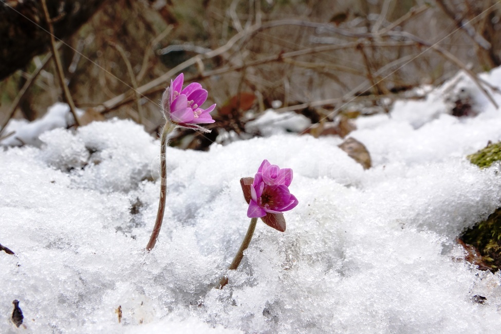 노루귀,야생화,꽃,봄,계곡,겨울,계절,winter,season,식물,자연,plants,nature,꽃,flower