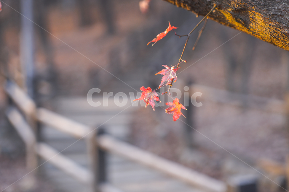 겨울,단풍,감성,공원,나무,식물,가을,계절,fall,autumn,season,식물,자연,plants,nature,leaf,잎,plant,tree