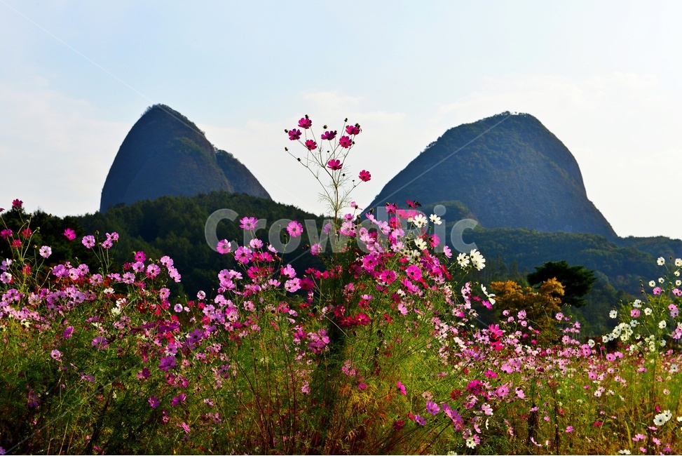 전북,진안,마이산,농업,농사,경작,가을,계절,nature,자연,outdoors,옥외,field,들,코스모스,코스모스꽃,꽃밭,자연,풍경,nature,landscape
