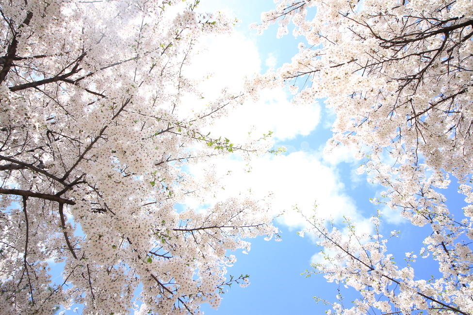 벚꽃,꽃,구름,휴식,산책,휴일,공원,데이트,sky,flower,봄,계절,spring,season,식물,자연,plants,nature,나무,trees,wood,휴식,힐링,rest,relaxation,healing,plant,cherry blossom,blossom