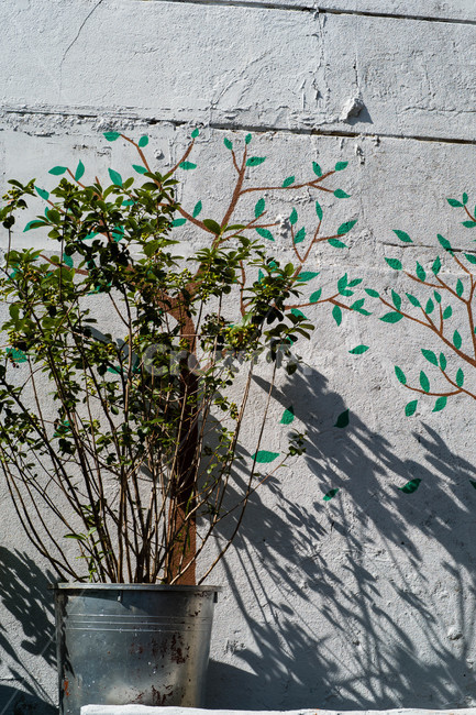 마을,골목,동네,식물,그늘,반영,뒷숙,실내용화초,화분,화초,house plant