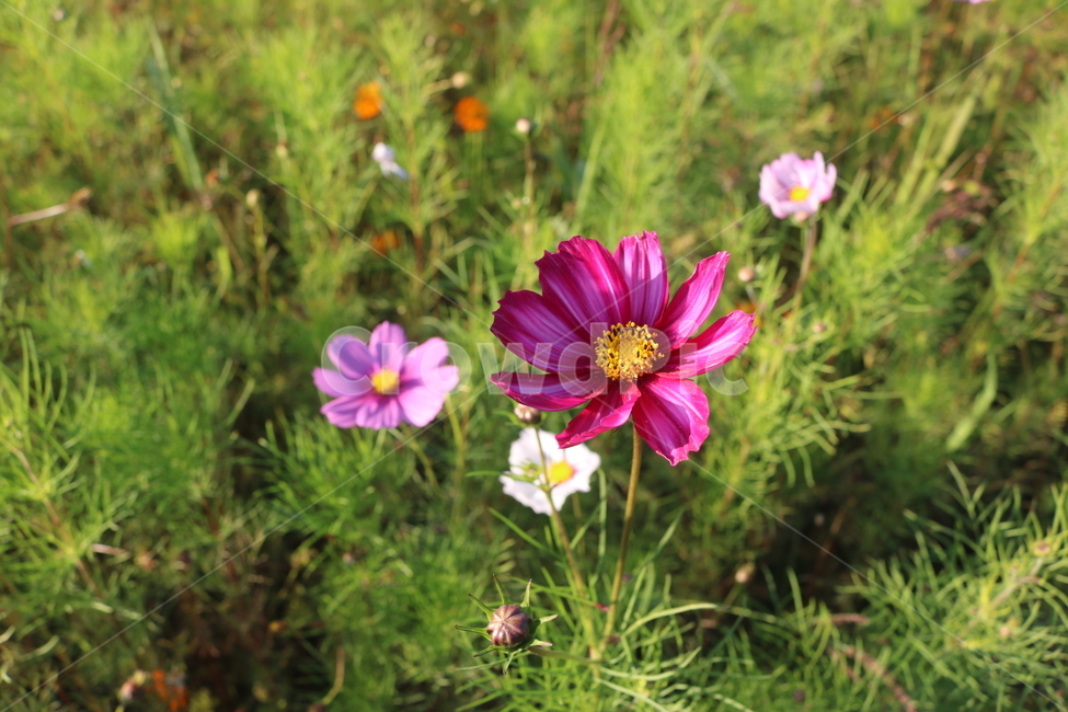 꽃,flower,식물,코스모스,plant,식물,자연,plants,nature,꽃,flower