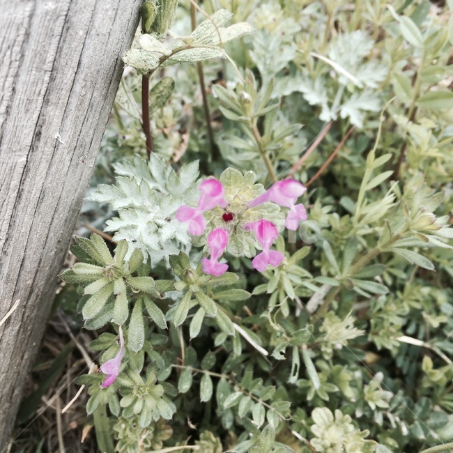 도기류,pottery,항아리,병장식,pottedplant,화분,vase,flower,식물,plant,geranium,제라늄,blossom,꽃,들꽃