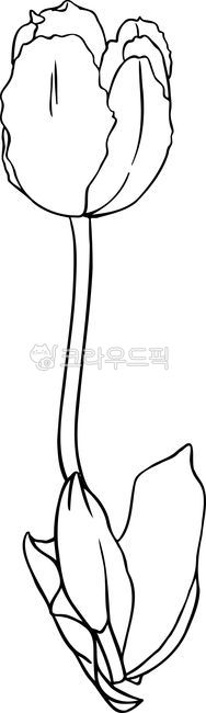 손그림,라인아트,튤립,꽃,도안,handdrawn,handdrawing,tulip,flower,blossom,lineart