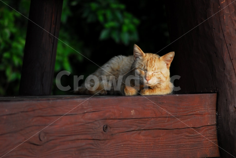 길고양이,고양이,피곤,생각,cat,동물,animal,포유류,mammal,고양이,cat,kitten,kitty