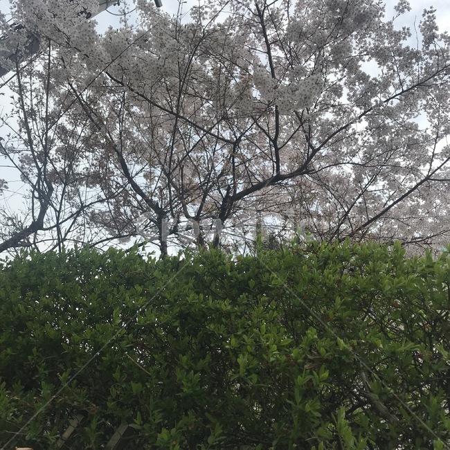 벚꽃,봄,봄꽃,꽃,flower,spring,꽃과하늘,자연,싱그러움,아름다움