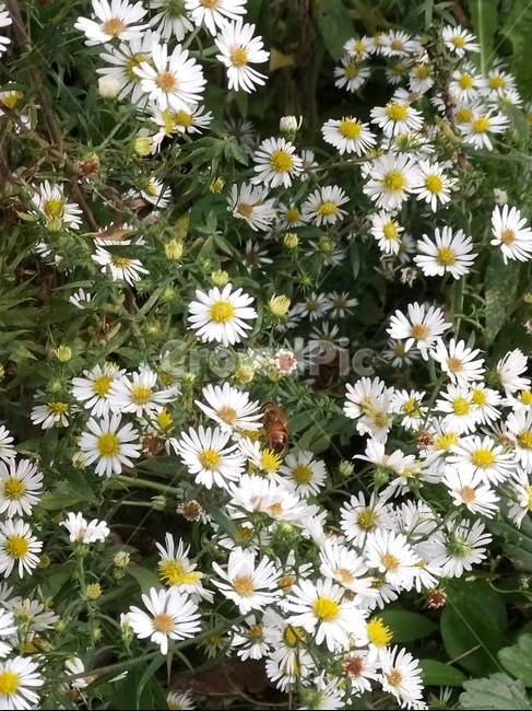 식물,plant,daisy,데이지,꽃,식물,자연,plants,nature,꽃,flower