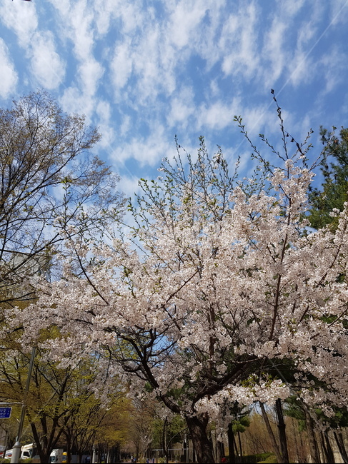 구름,하늘,자연,파란,벚꽃,식물,자연,plants,nature,꽃,flower