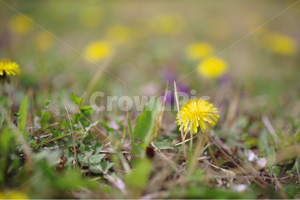 Outfocusing,korea,background,yellow,flower garden,Emotion,dandelion
