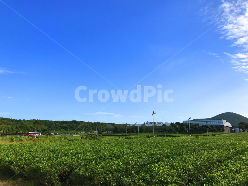 제주도,녹차밭,녹차,하늘,제주녹차,자연,풍경,nature,landscape,농업,농사,agriculture,farming,farming industry,outdoors,옥외,field,들,grassland,목초지