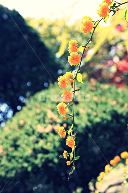 꽃,봄꽃,봄,공원,자연,배경,식물,자연,plants,nature,꽃,flower