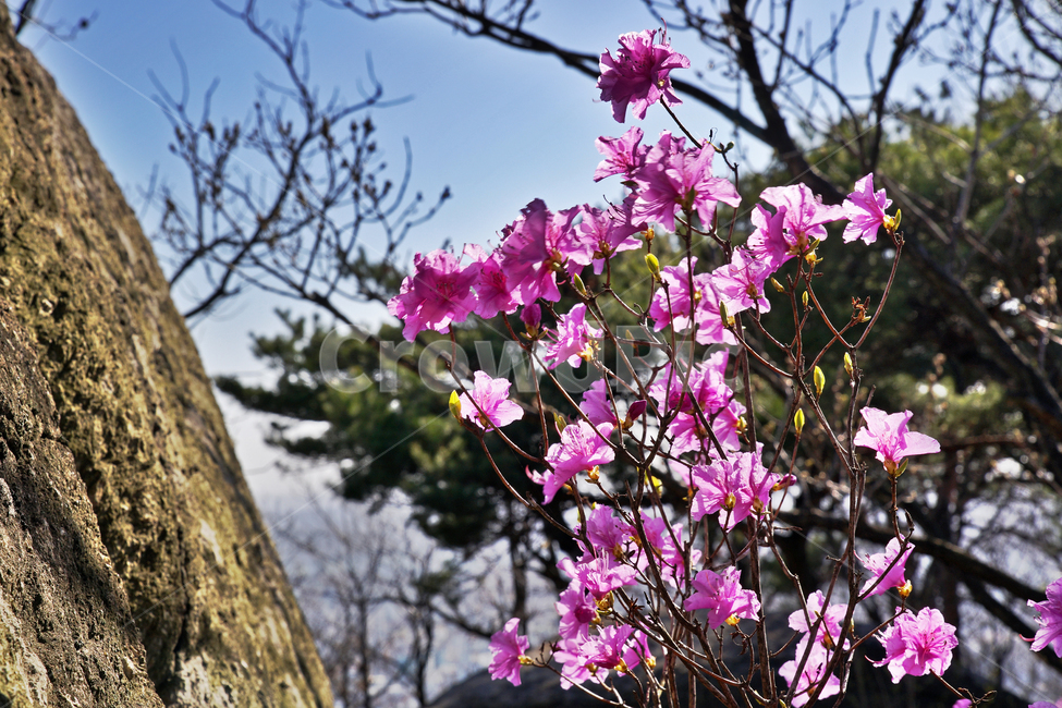 모락산,의왕시,진달래,바위,봄,계절,자연