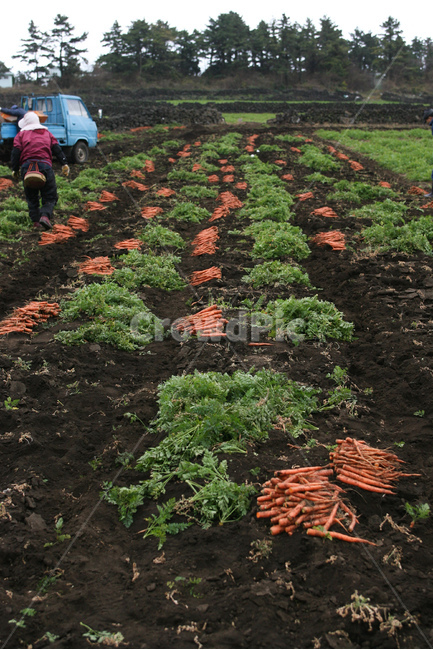 야채,당근,다이어트,건강,유기농,제주,농장,자연,carrot,carrots,food,vegetable,fresh,orange,bunch,organic,healthy,vegetables,green,raw,isolated,root,agriculture,garden,diet,market,vegetarian,leaf,white,harvest,vitamin,ripe,nature,carrotcarrot,farm,closeup,color,colorful,country,diete,cofarmer,farmersmarket,farming,background,greenhealthhealthyfoodshealthylifehealthylifestylehealthylifestylebackground,jejuisland,jejukorea,natural,naturelandscape,nutrition,organicbackground,organicfarm,사람들,대중,군중,other people,crowd,산업,industry,industrial,농업,농사,agriculture,farming,farming industry