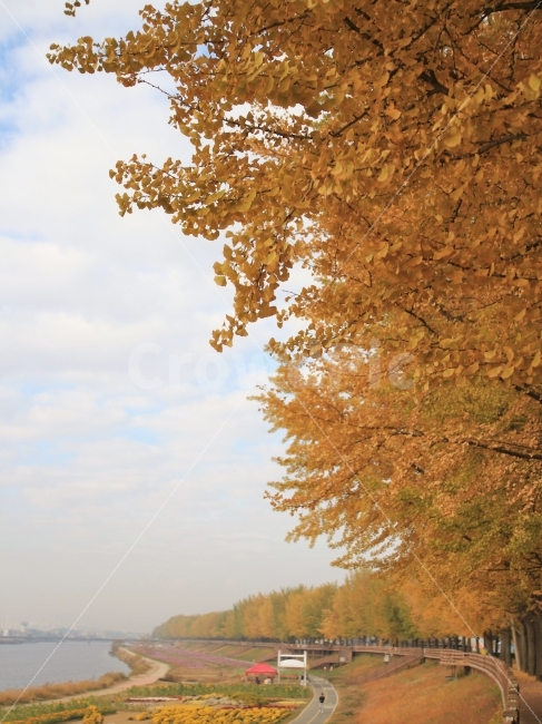 가을,곡교천,은행나무,은행나무길,국화,하늘,노란색,공원,산책,가을,계절,fall,autumn,season,자연,풍경,nature,landscape,plant,식물,tree,나무,maple,단풍