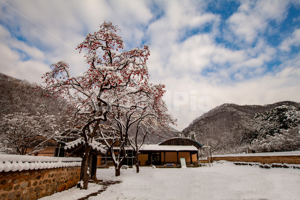 설경,사찰,눈,풍경,감,홍시,한국전통,한국문화,겨울풍경,겨울,계절,winter,season,한국전통,한국문화,korean traditional,korean culture,건축물,건물외관,exterior,building,structure,architecture,construction