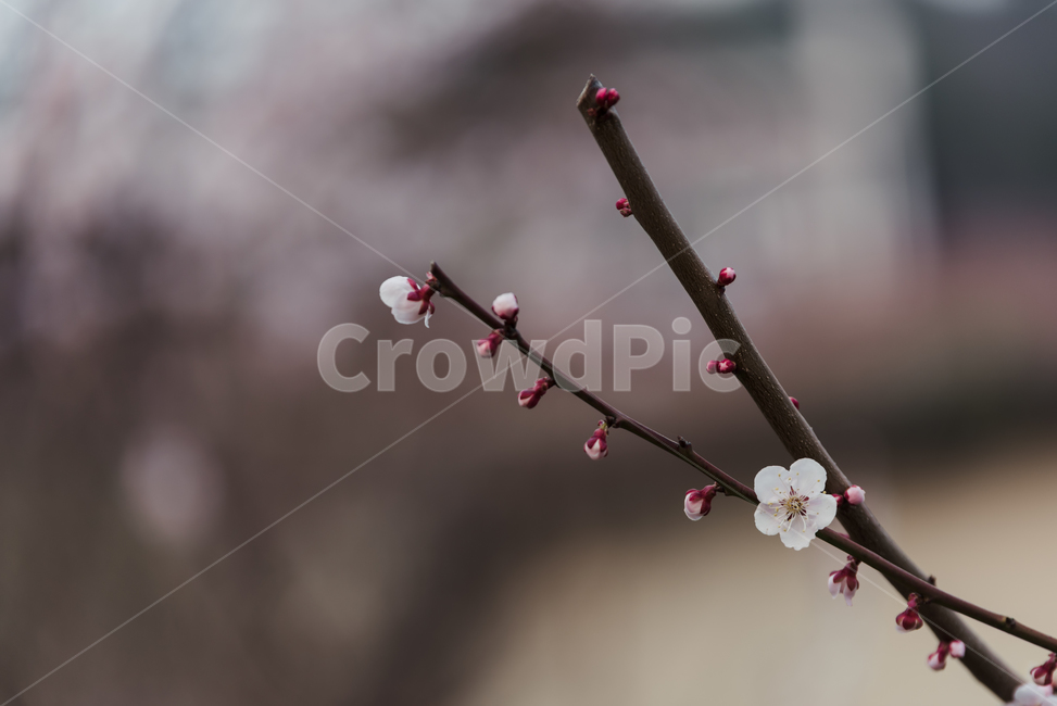 매화,매화나무,나무,꽃,flower,식물,자연,plants,nature,꽃,flower,감성,sensible,feeling