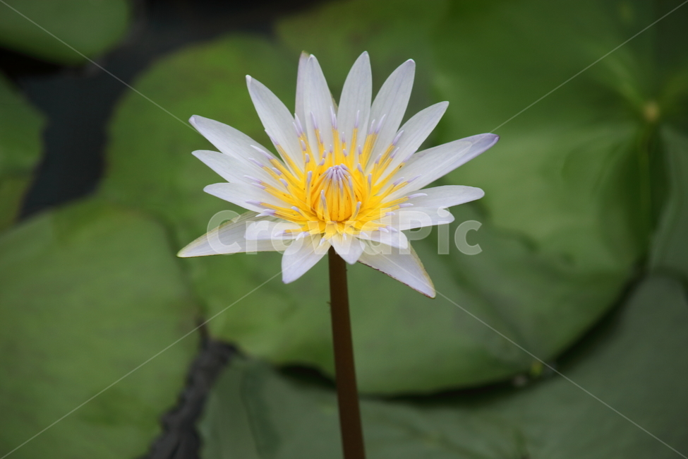 수련,꽃,수련꽃,연,waterlily