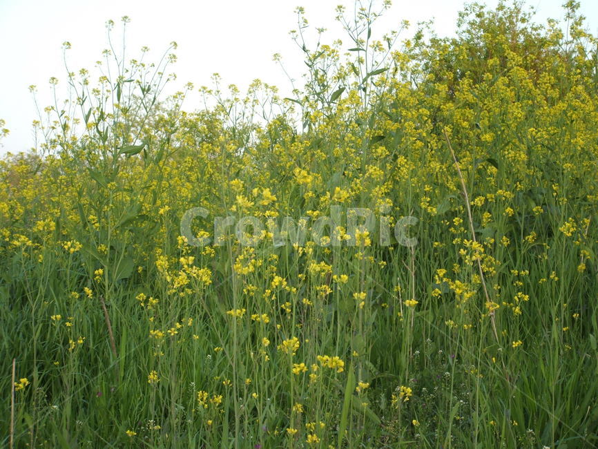 유채꽃,유채군락지,봄꽃,노란꽃,목초지,field,들,grassland
